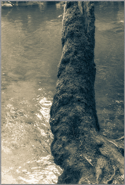 Einzelner Baumstamm an einem Flußbett in chromatischen Farben dirk schmitz